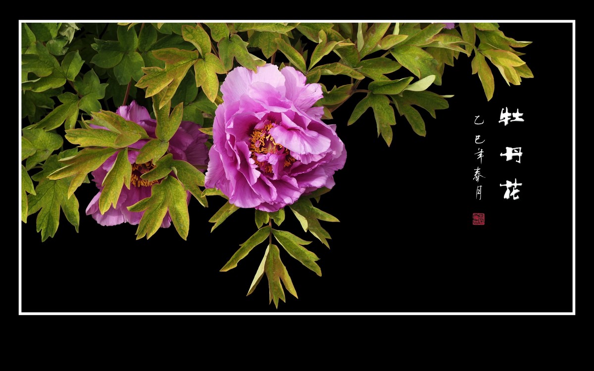 国色天香花中王-牡丹花