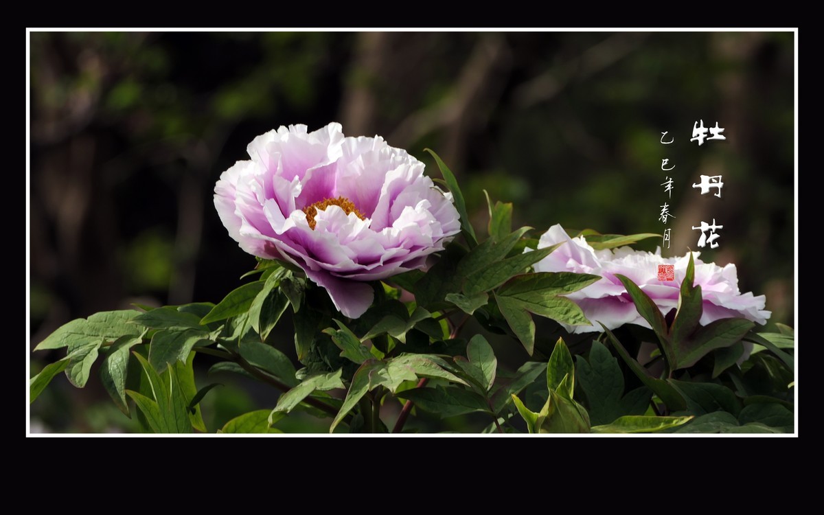 国色天香花中王-牡丹花