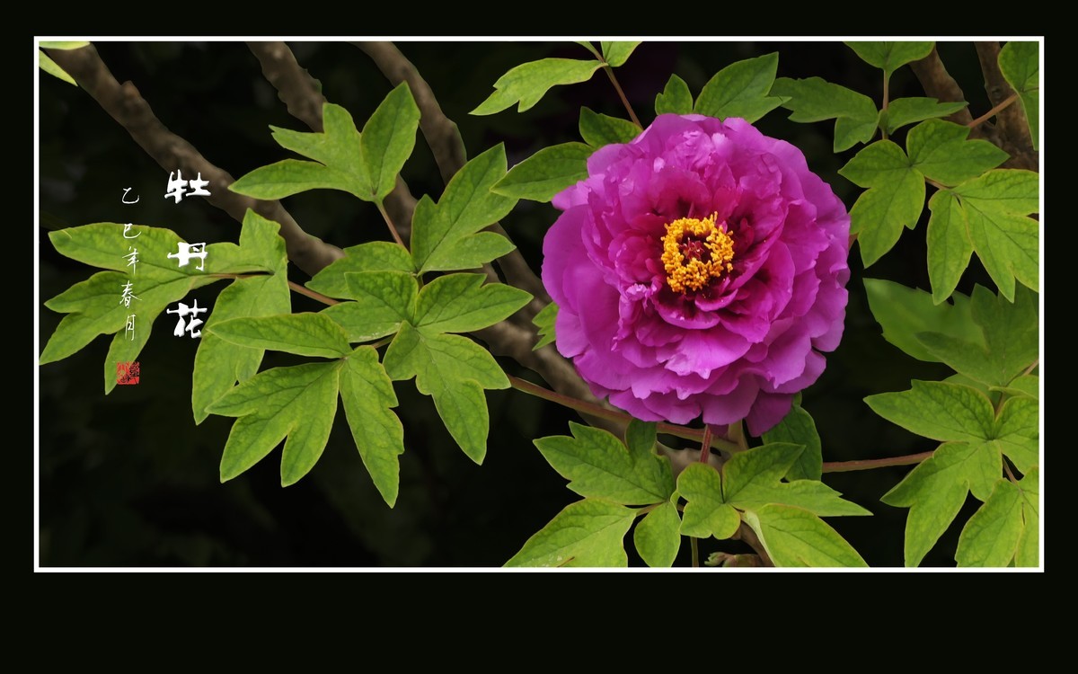 国色天香花中王-牡丹花