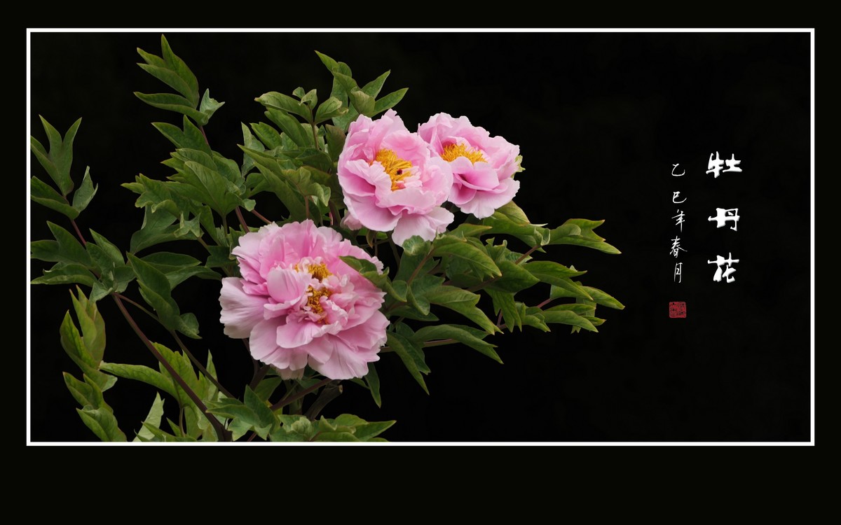 国色天香花中王-牡丹花