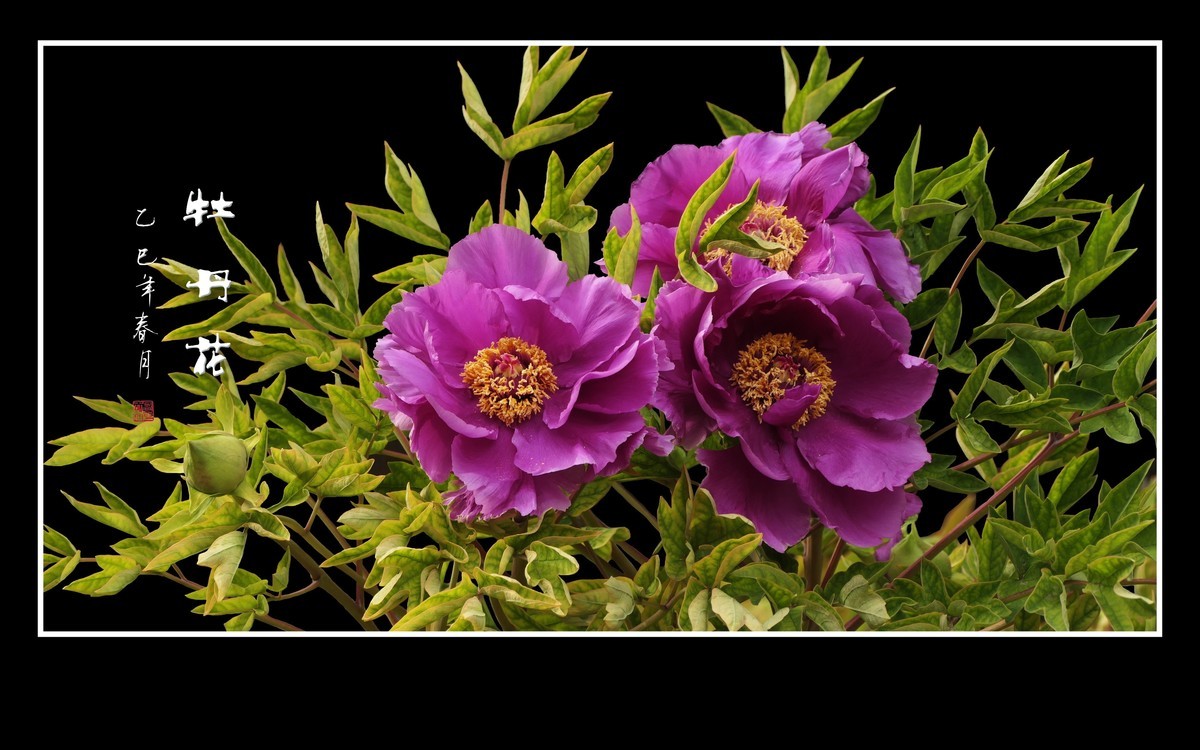 国色天香花中王-牡丹花