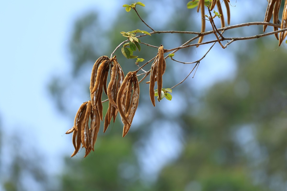 碧空新绿，夏意初萌