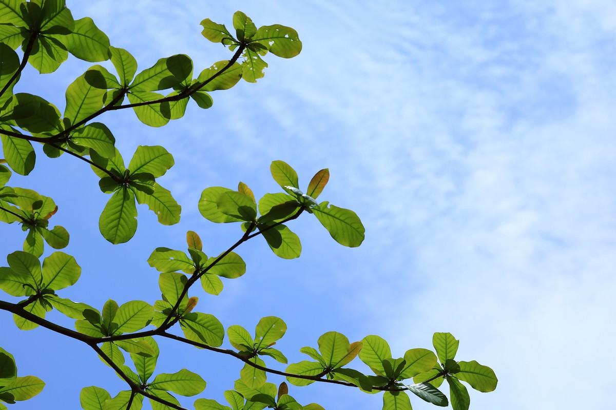 碧空新绿，夏意初萌