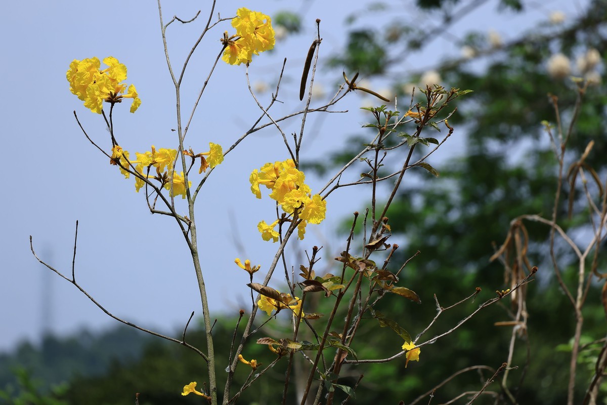 碧空新绿，夏意初萌