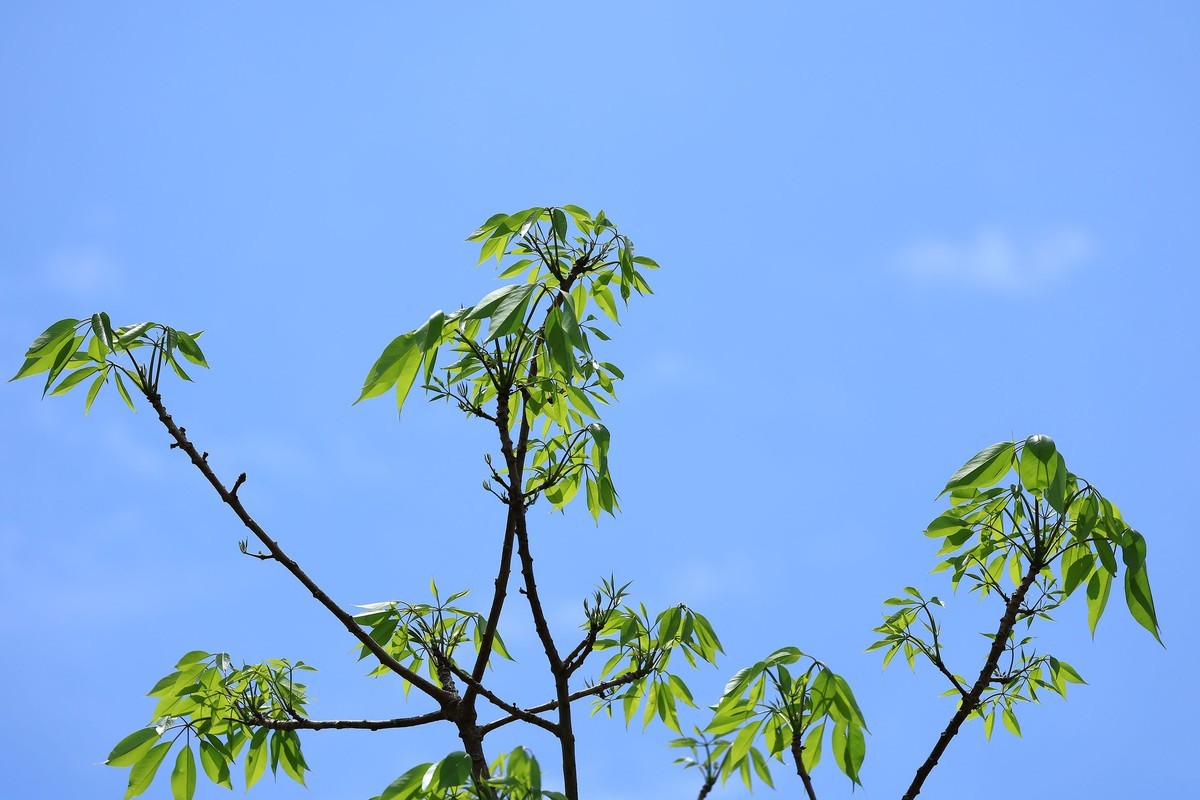 碧空新绿，夏意初萌