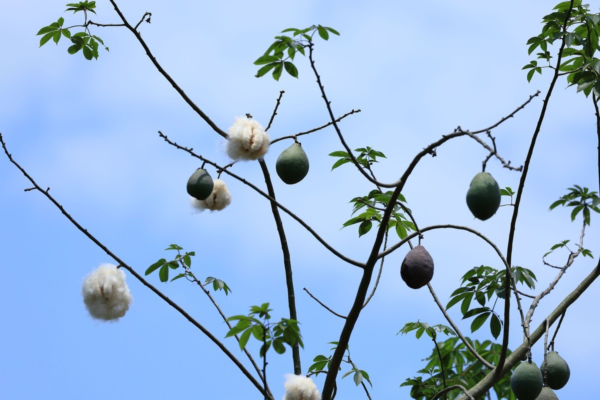 碧空新绿，夏意初萌
