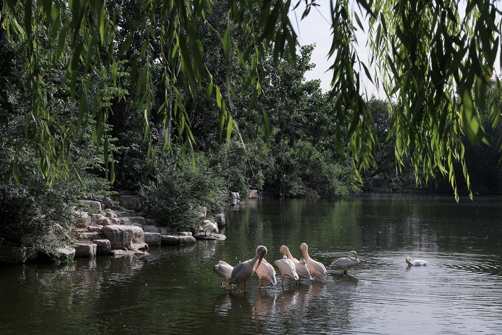 清晨的北京动物园