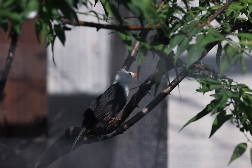 清晨的北京动物园