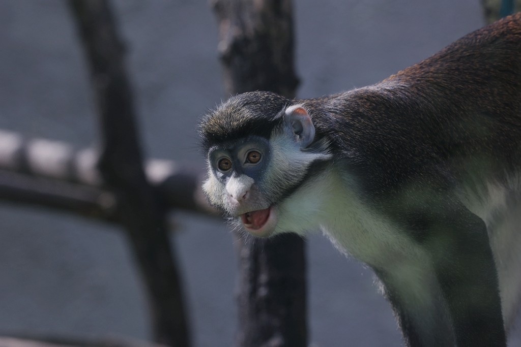 清晨的北京动物园