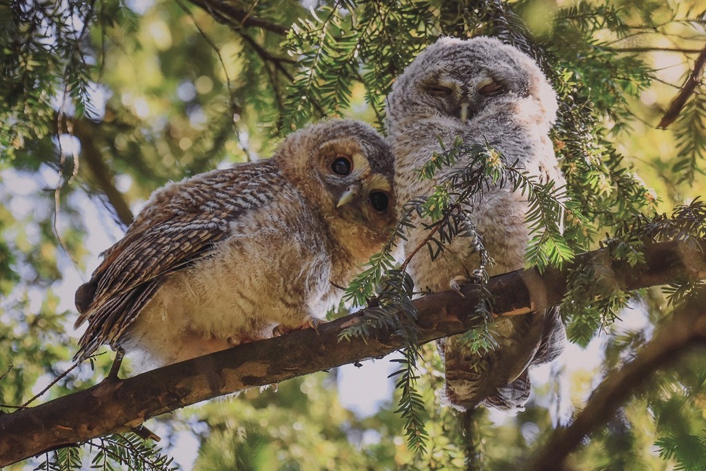 清晨的北京动物园