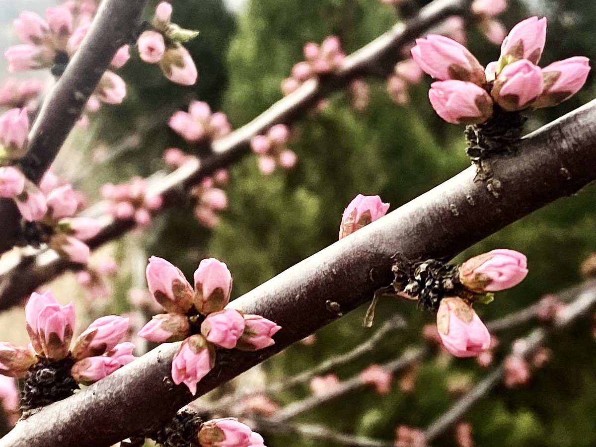 一叶知春梦,回眸百花开；惊春花落树，闻梵涧摇风！