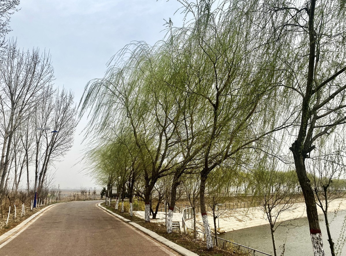 一叶知春梦,回眸百花开；惊春花落树，闻梵涧摇风！