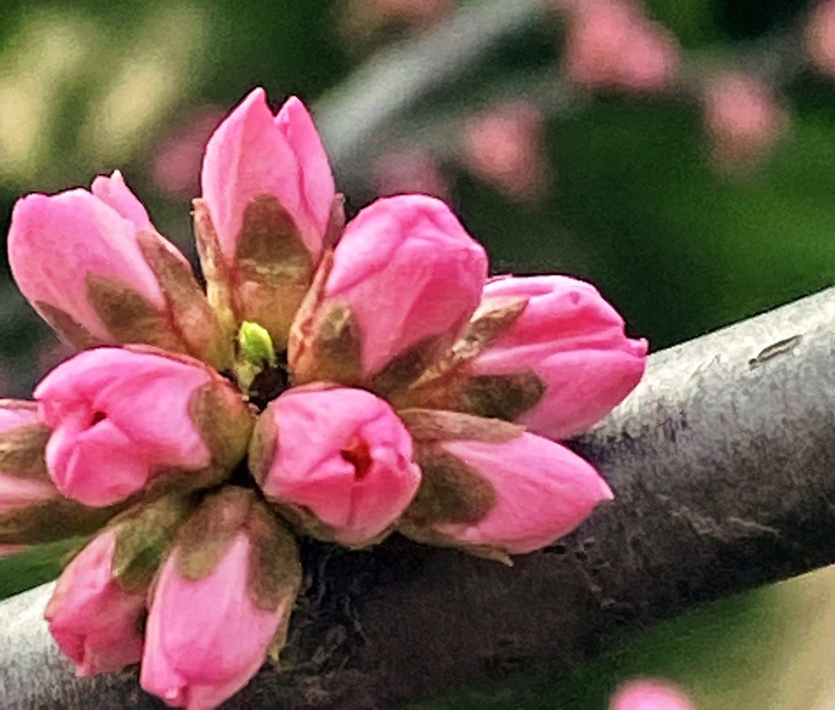 一叶知春梦,回眸百花开；惊春花落树，闻梵涧摇风！