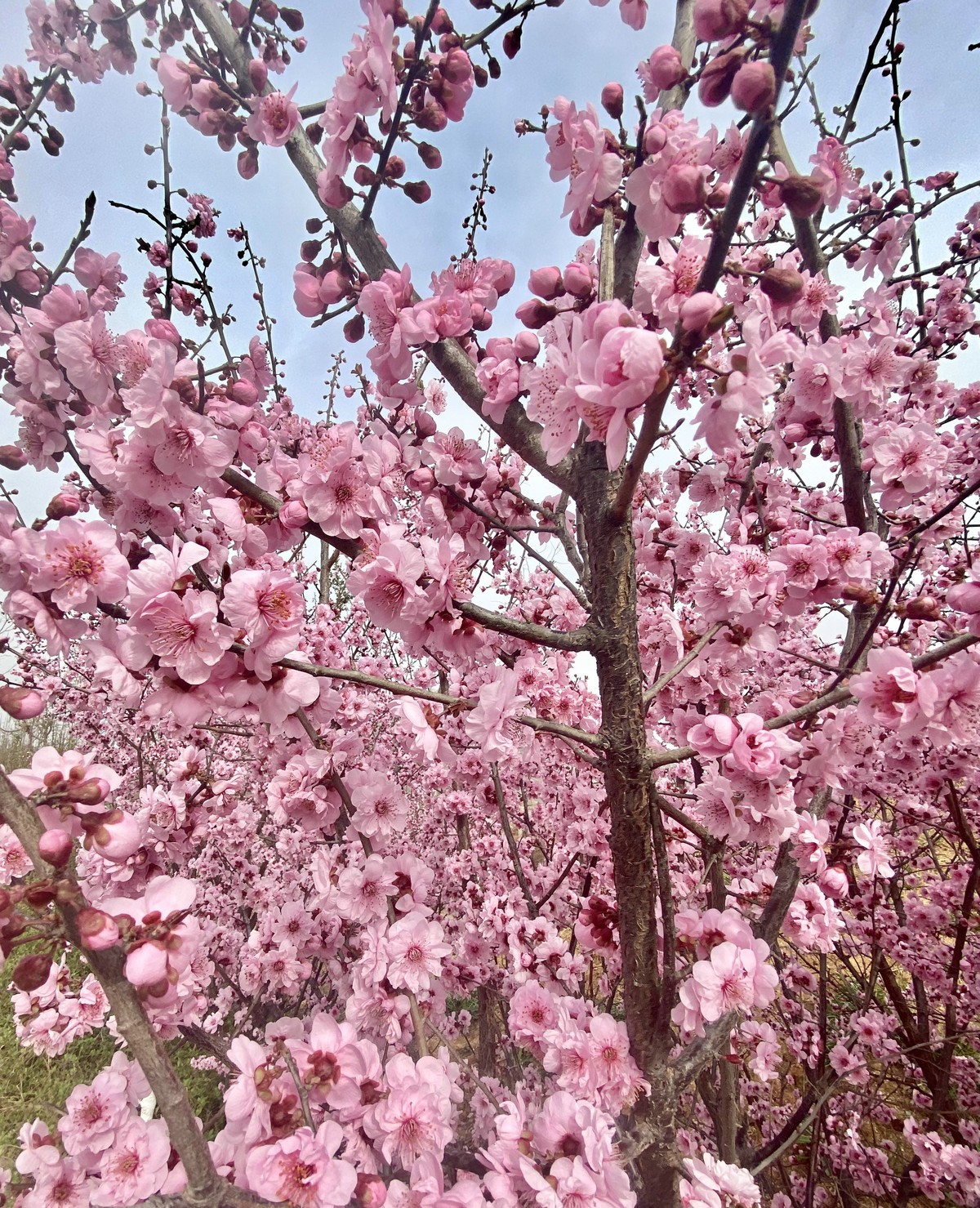 一叶知春梦,回眸百花开；惊春花落树，闻梵涧摇风！