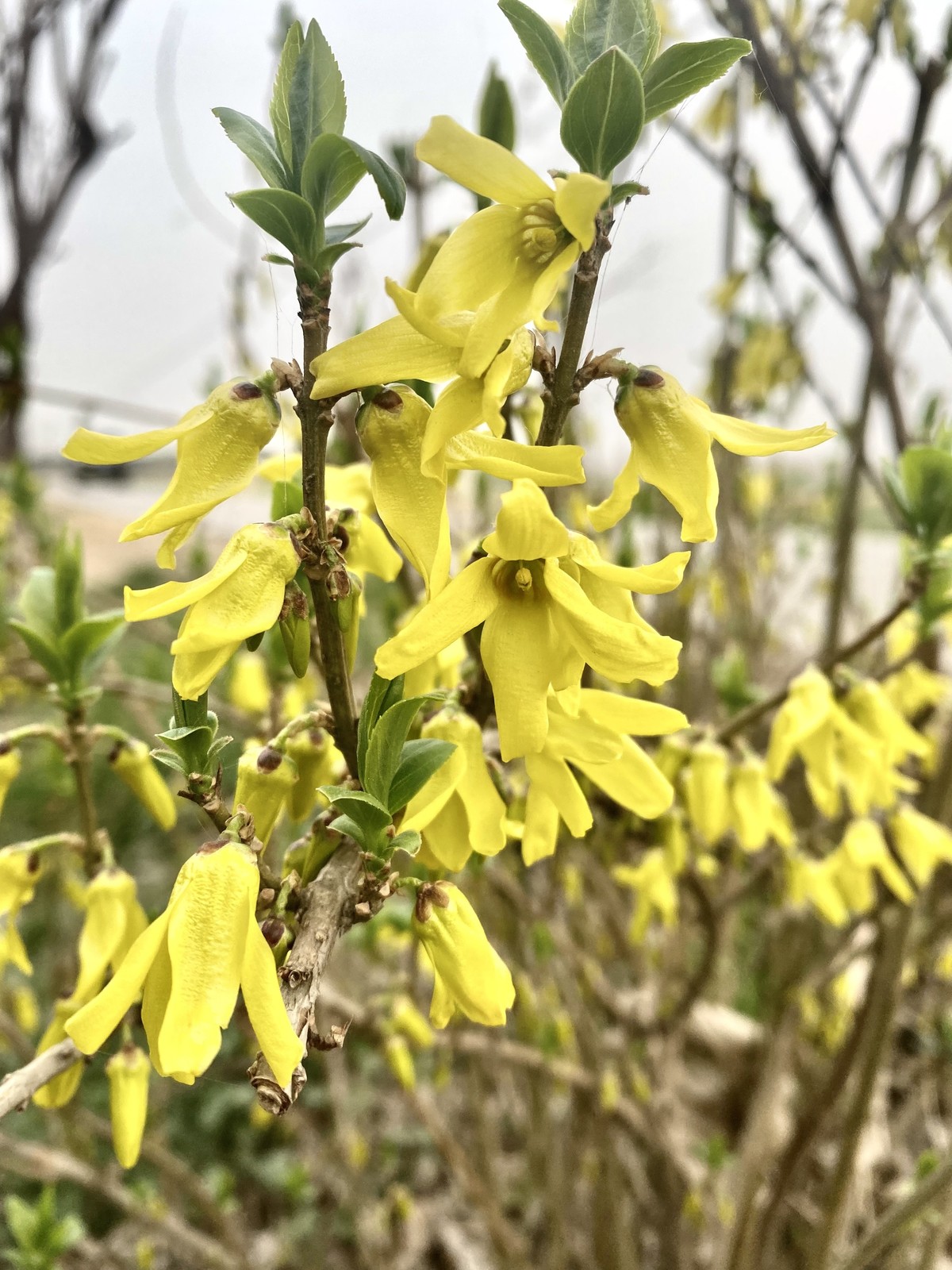 一叶知春梦,回眸百花开；惊春花落树，闻梵涧摇风！