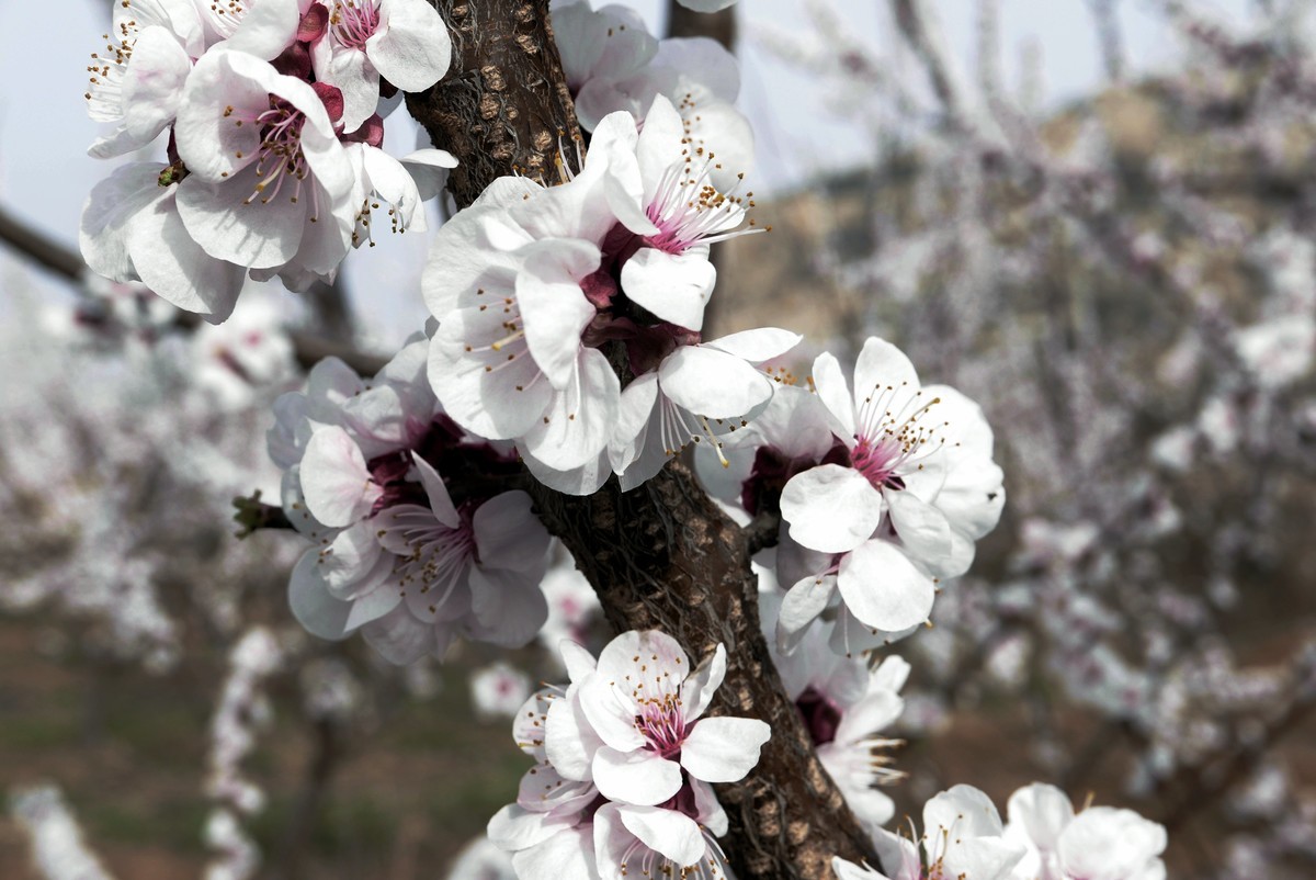 一叶知春梦,回眸百花开；惊春花落树，闻梵涧摇风！