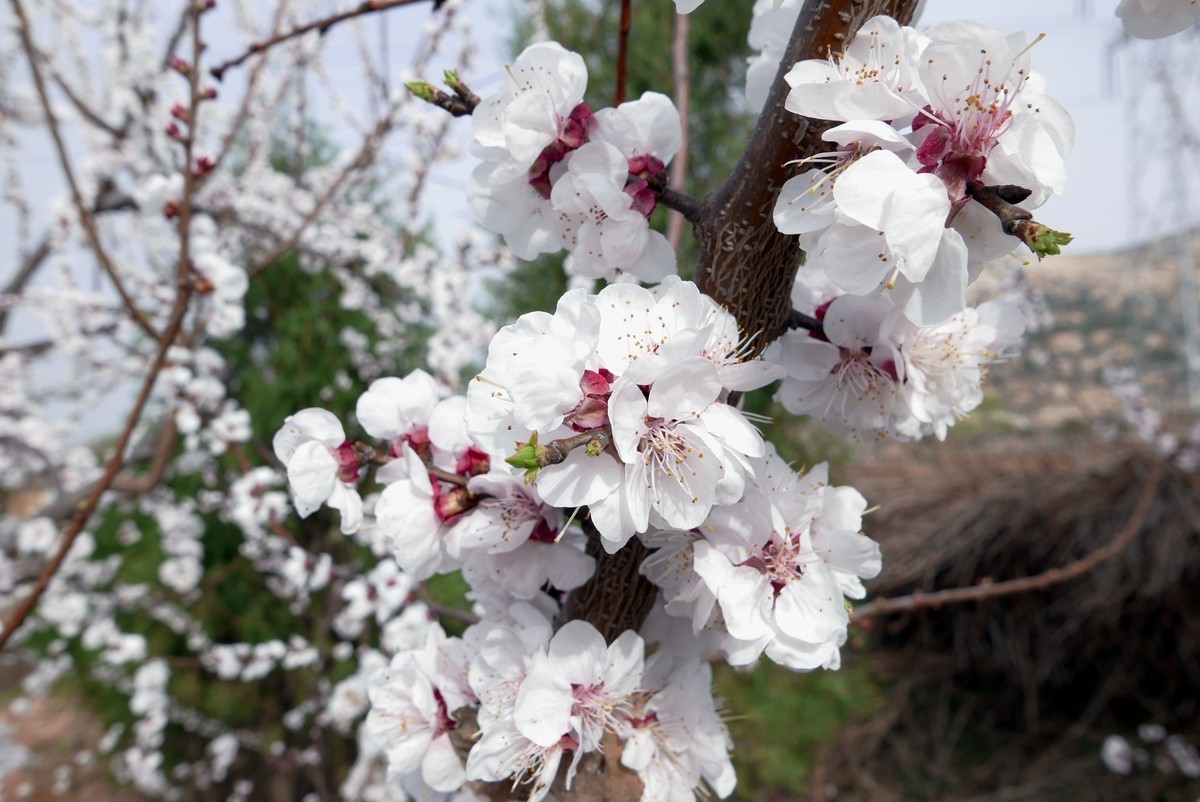 一叶知春梦,回眸百花开；惊春花落树，闻梵涧摇风！