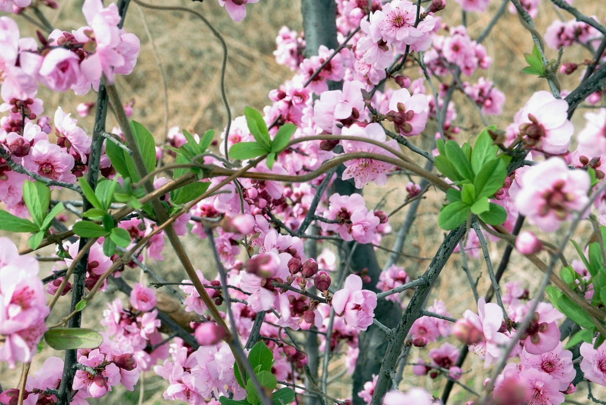 一叶知春梦,回眸百花开；惊春花落树，闻梵涧摇风！