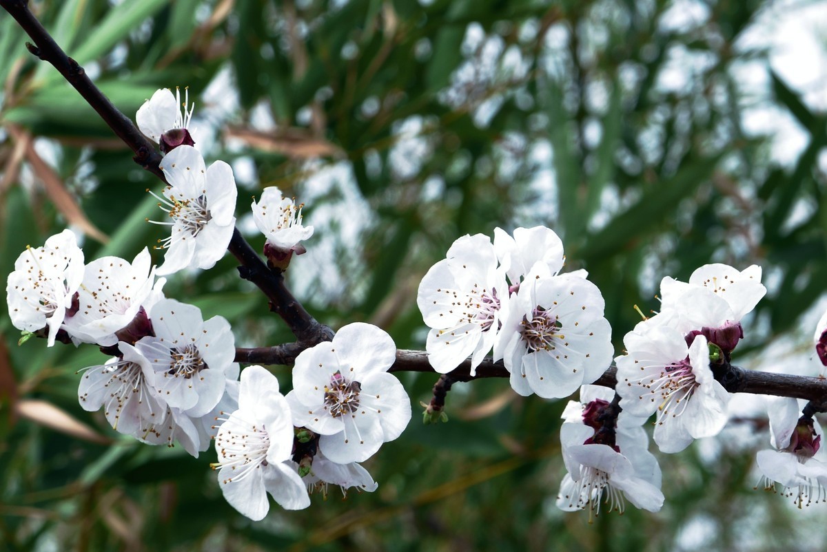 一叶知春梦,回眸百花开；惊春花落树，闻梵涧摇风！