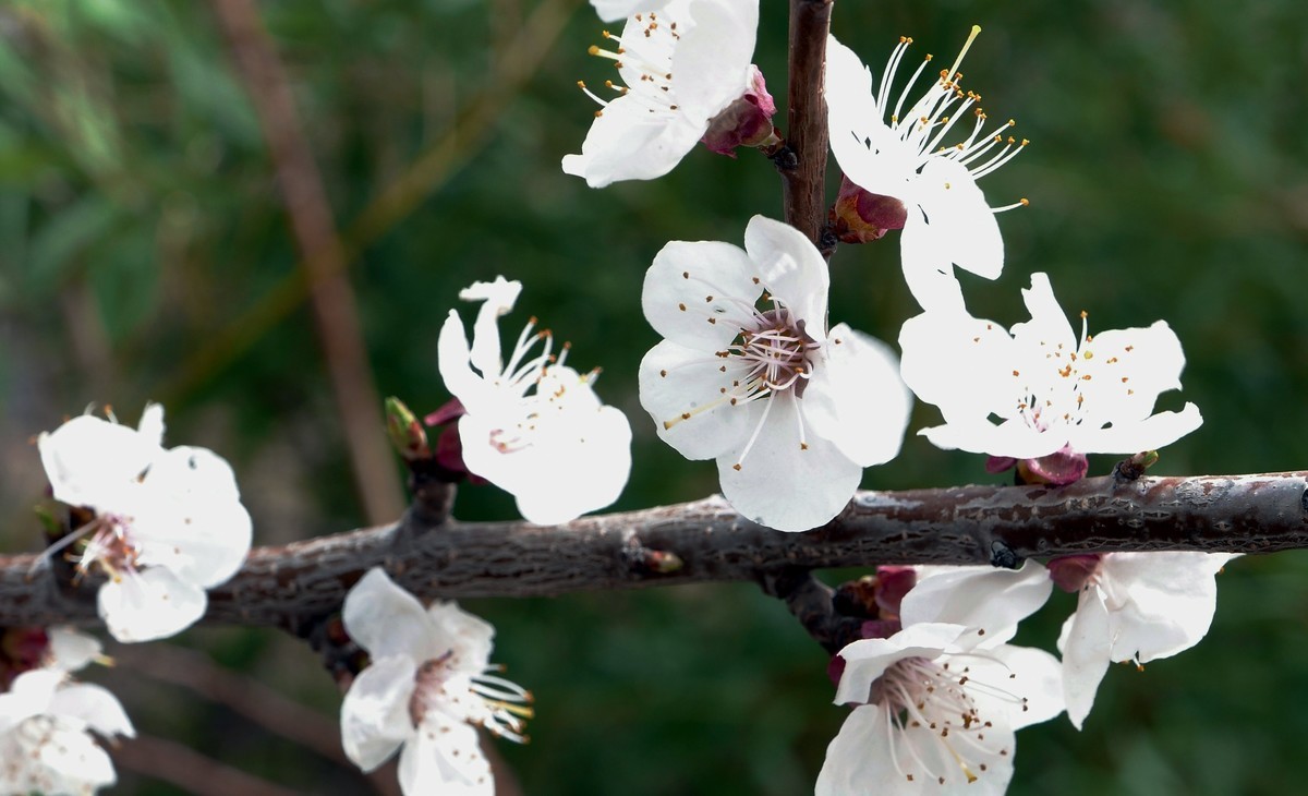 一叶知春梦,回眸百花开；惊春花落树，闻梵涧摇风！
