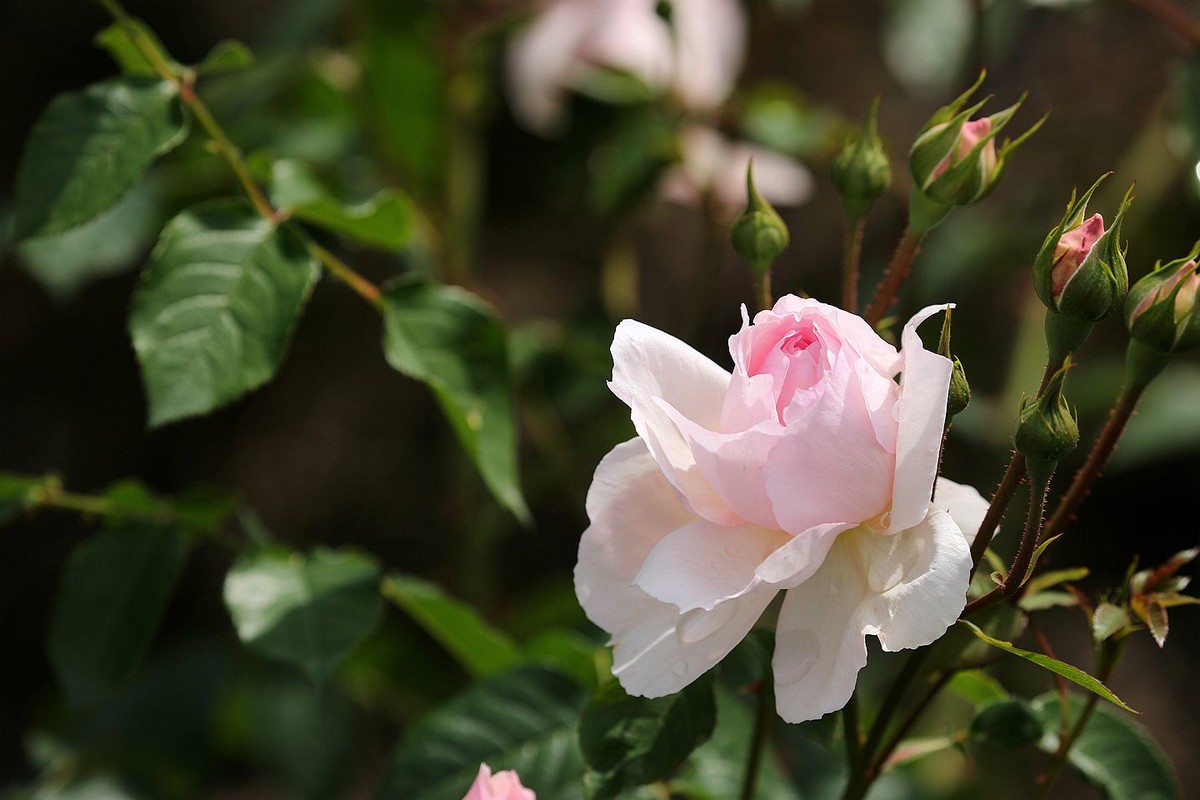 玫瑰花八