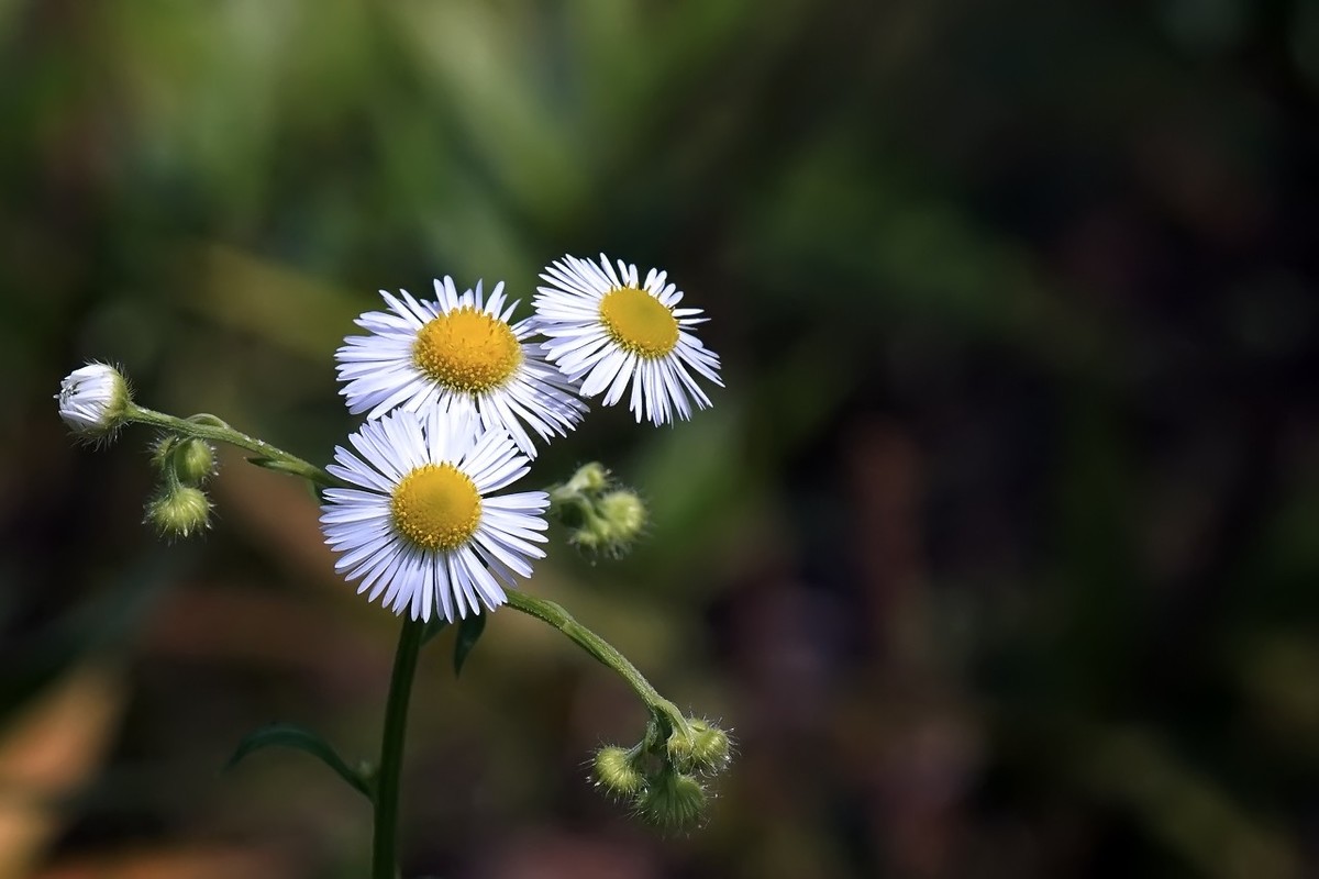 路边的小野花11