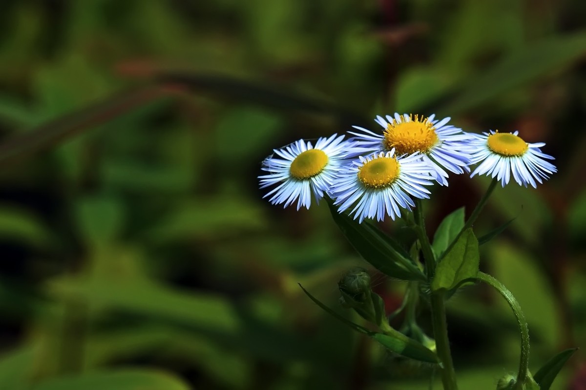 路边的小野花11