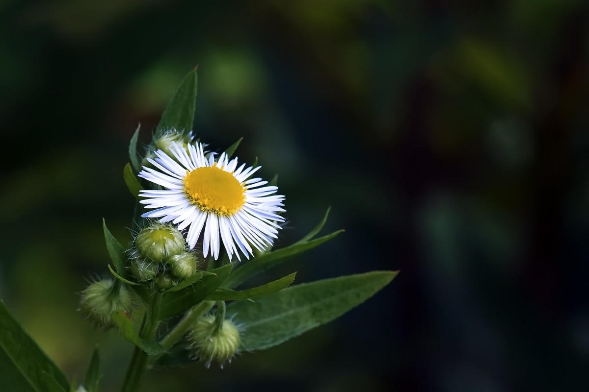 路边的小野花11
