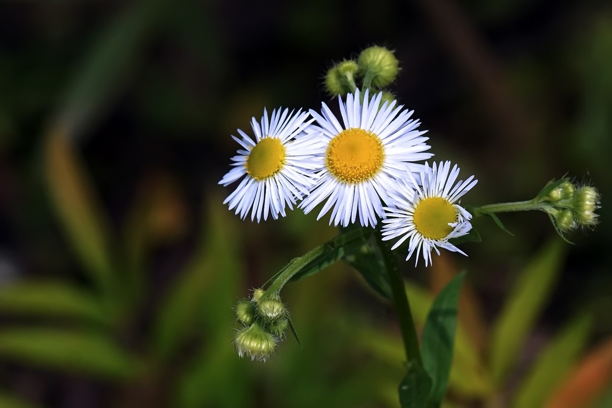 路边的小野花11
