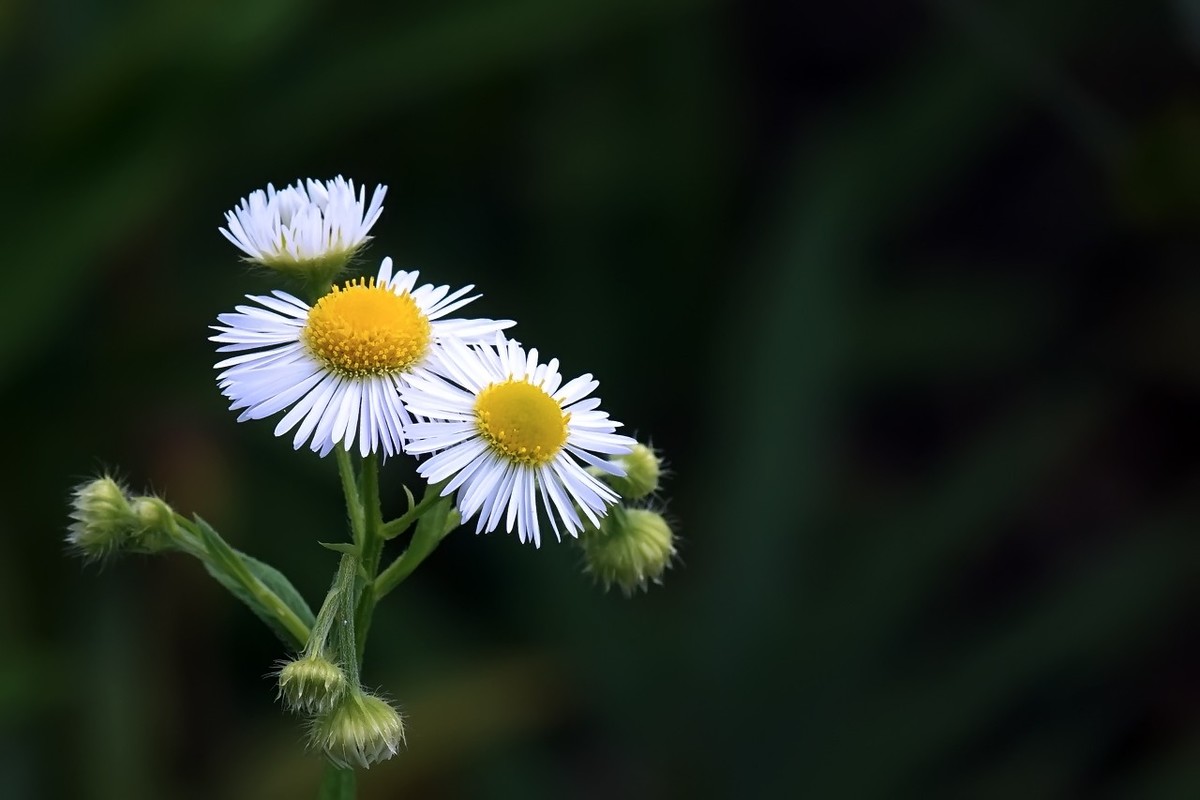 路边的小野花11