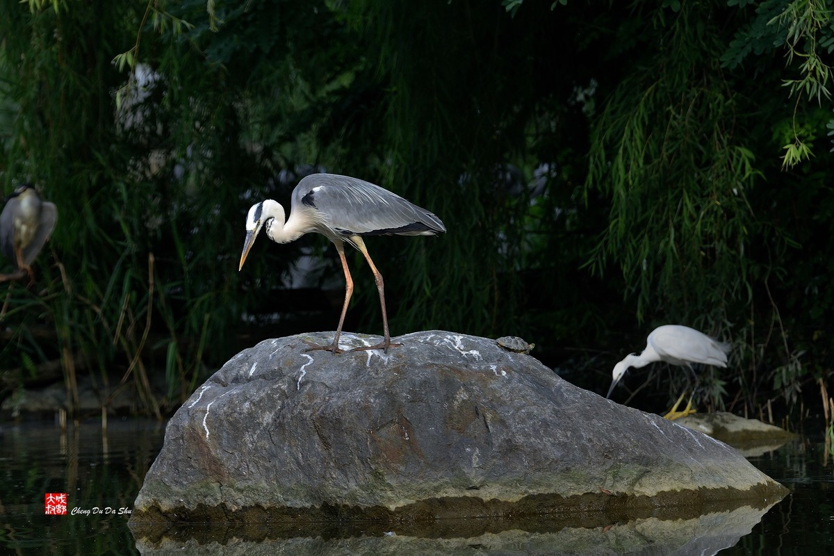 拍鹭纪实【244】