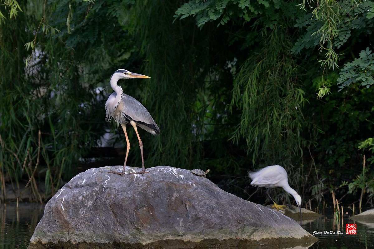 拍鹭纪实【244】