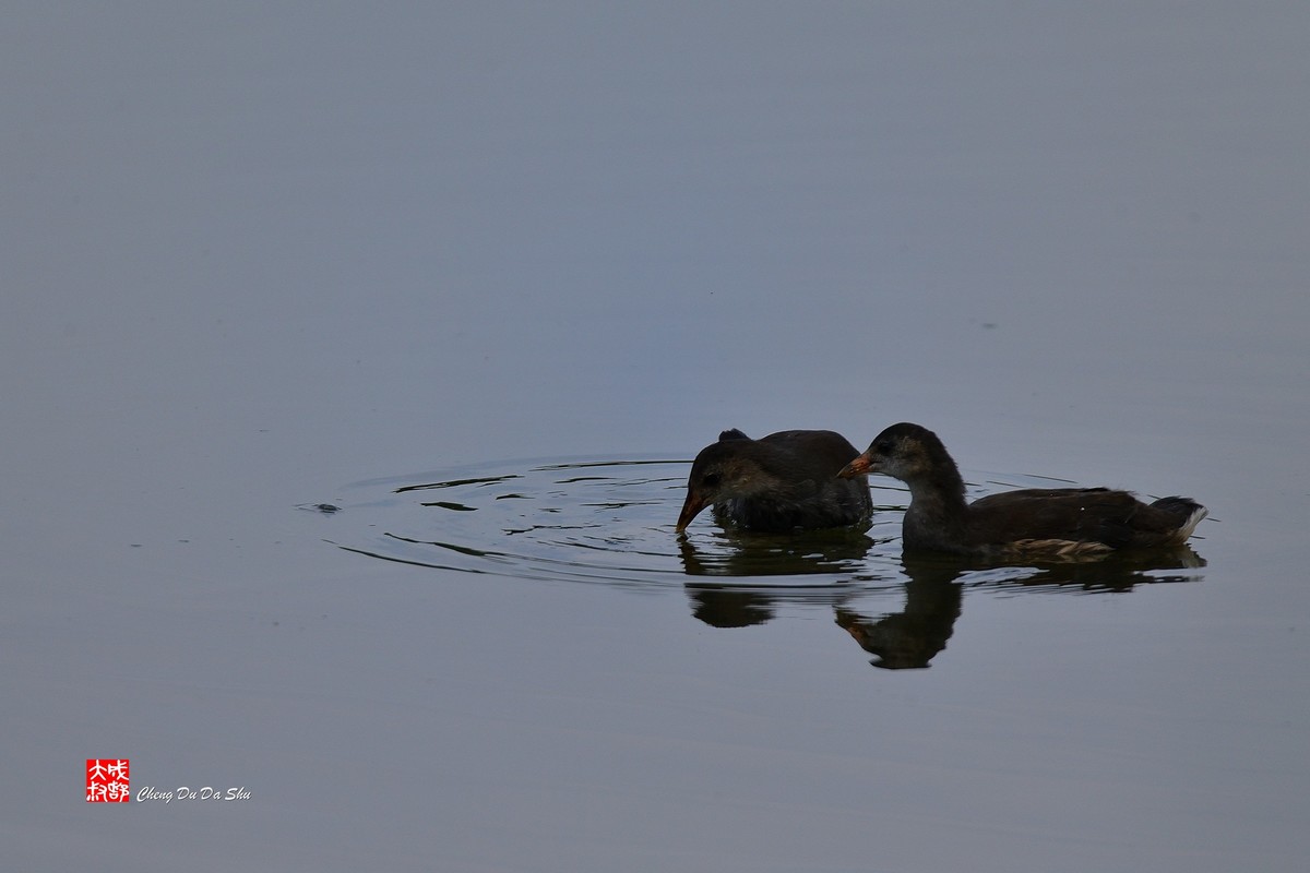 拍鹭纪实【244】