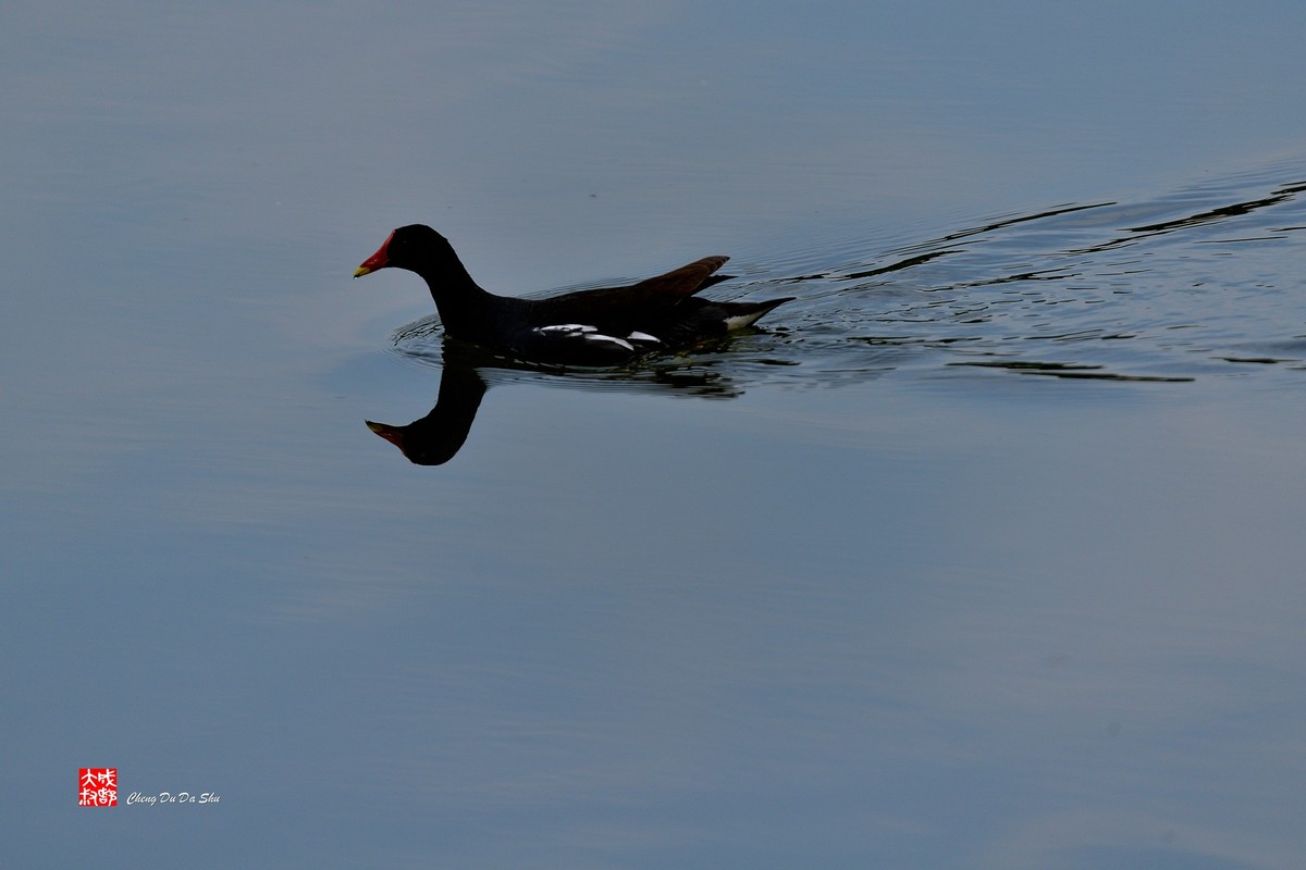 拍鹭纪实【244】