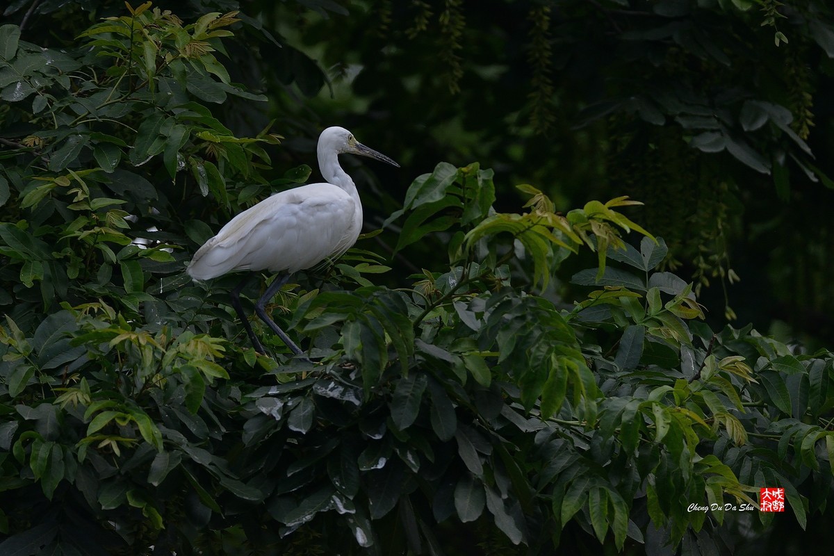 拍鹭纪实【244】