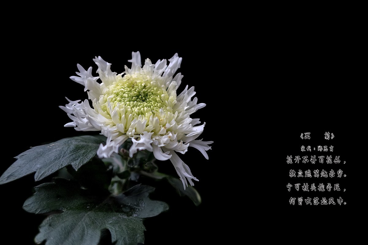 画配诗：《画   菊》  （宋代：郑思肖）