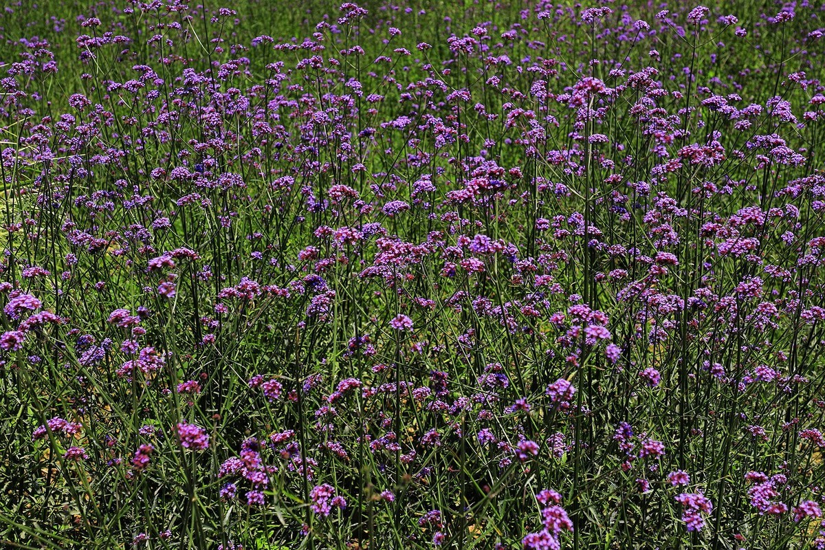 永嘉枫林汤岙村马鞭草花海(2)