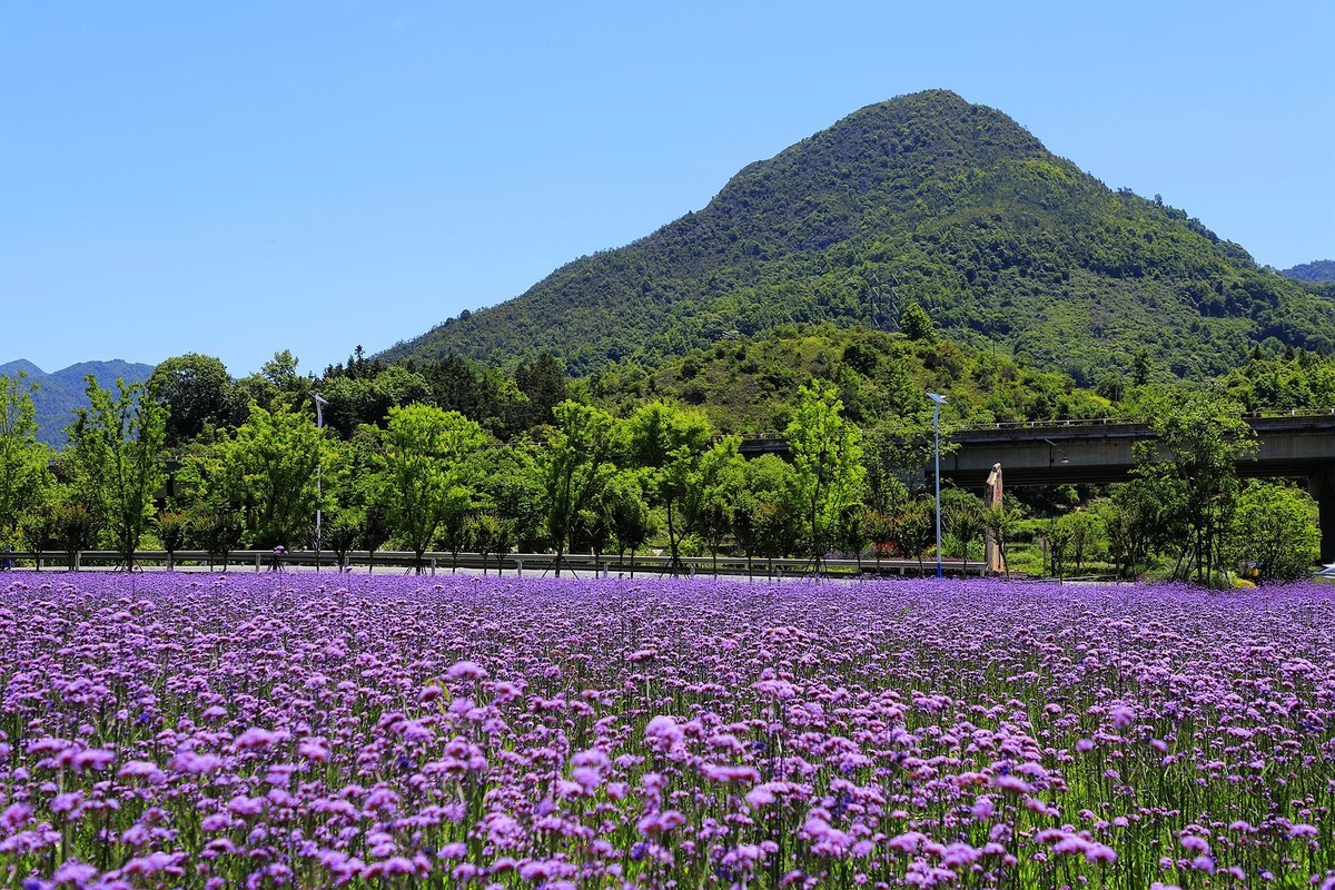 永嘉枫林汤岙村马鞭草花海(2)