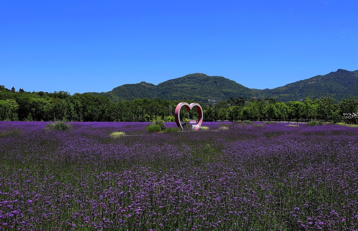 永嘉枫林汤岙村马鞭草花海(2)