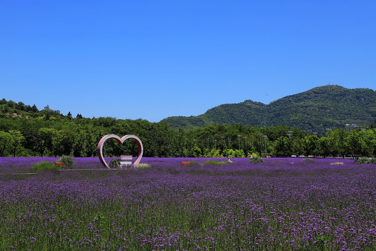 永嘉枫林汤岙村马鞭草花海(2)