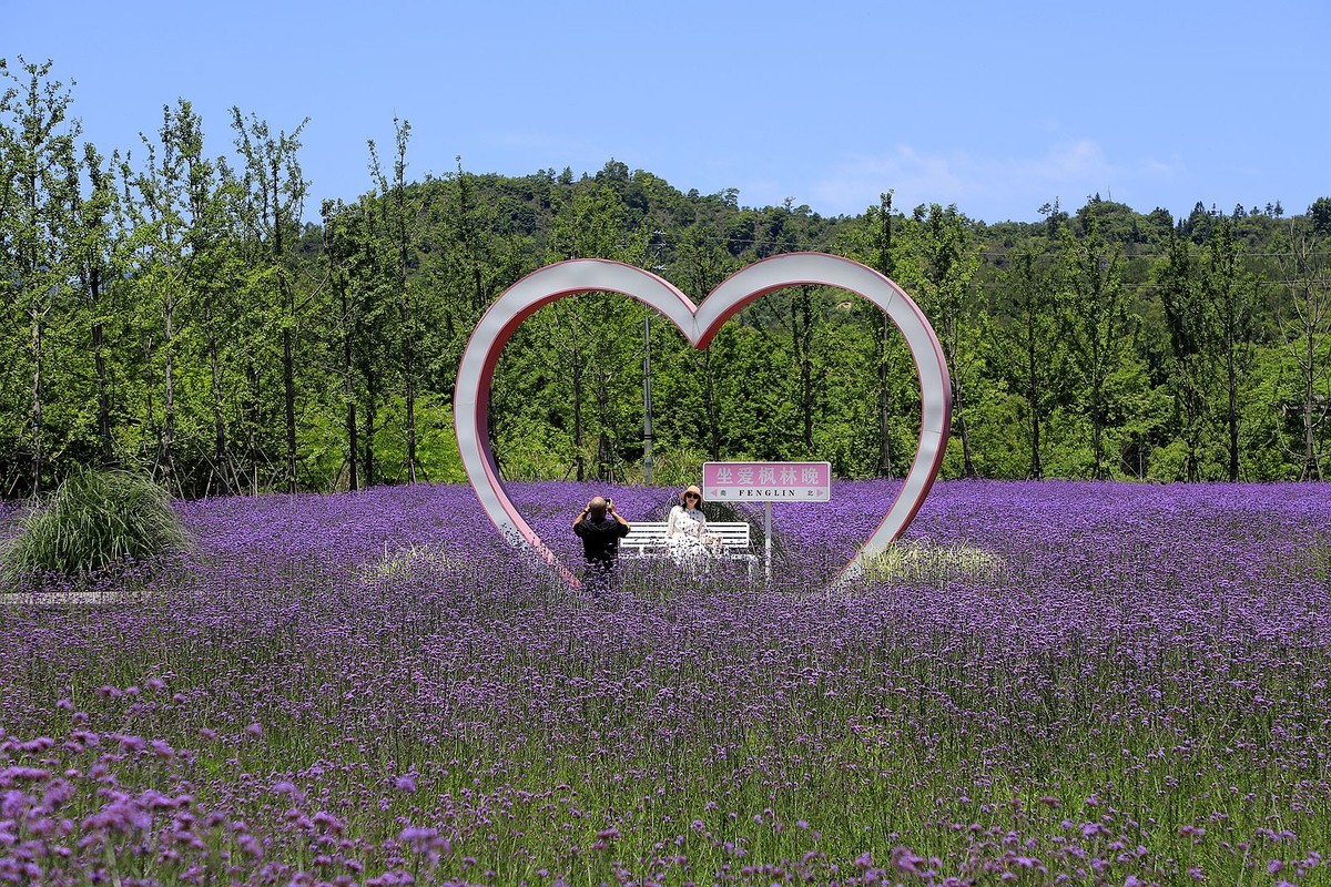 永嘉枫林汤岙村马鞭草花海(2)