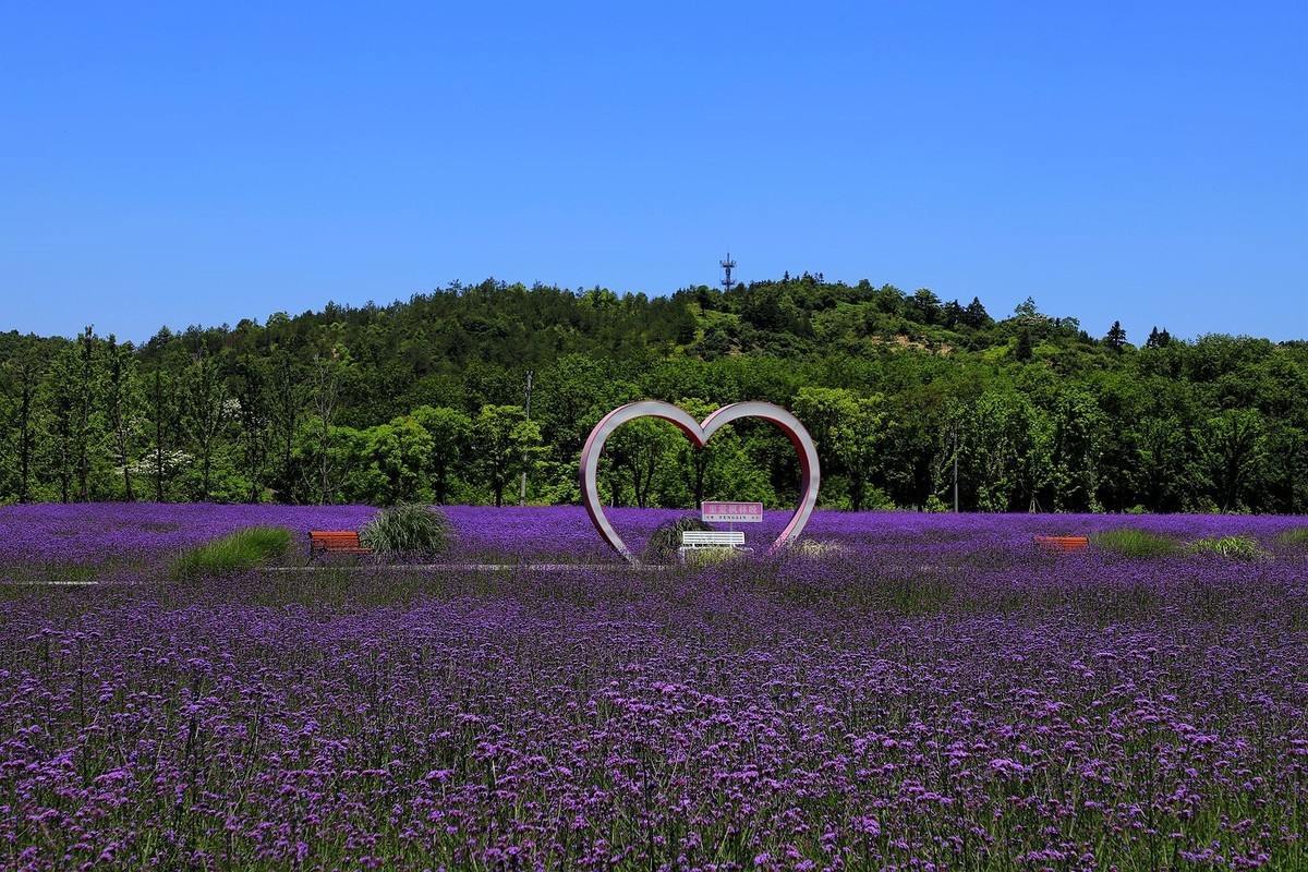 永嘉枫林汤岙村马鞭草花海(2)