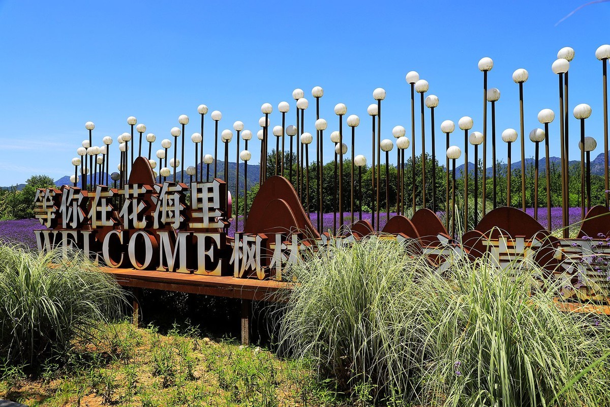 永嘉枫林汤岙村马鞭草花海(2)