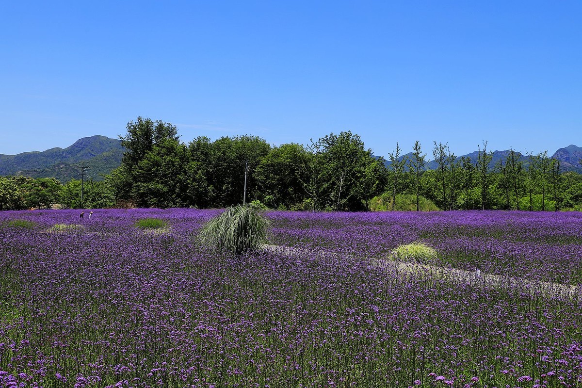永嘉枫林汤岙村马鞭草花海(2)