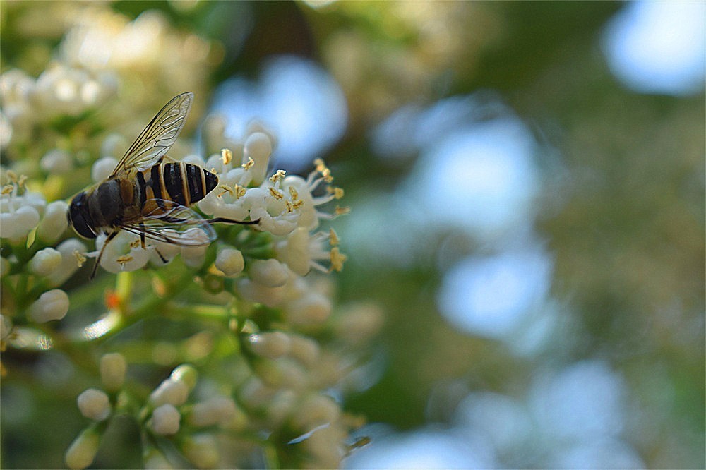——花·虫～～