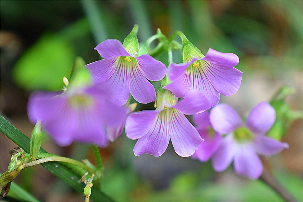 ——花·虫～～