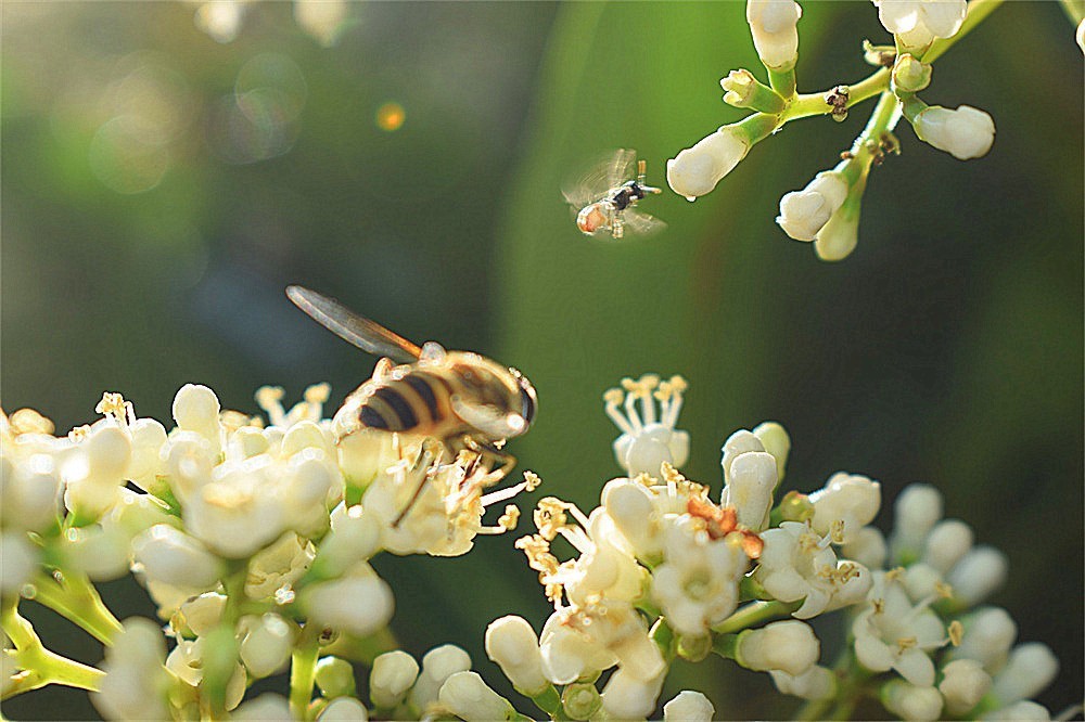 ——花·虫～～