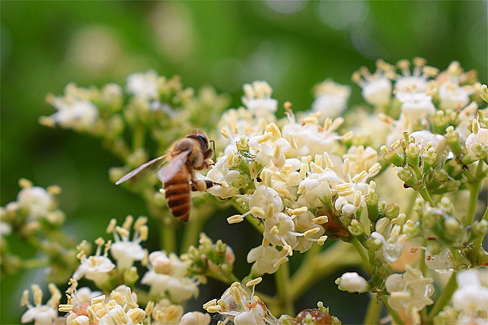 ——花·虫～～