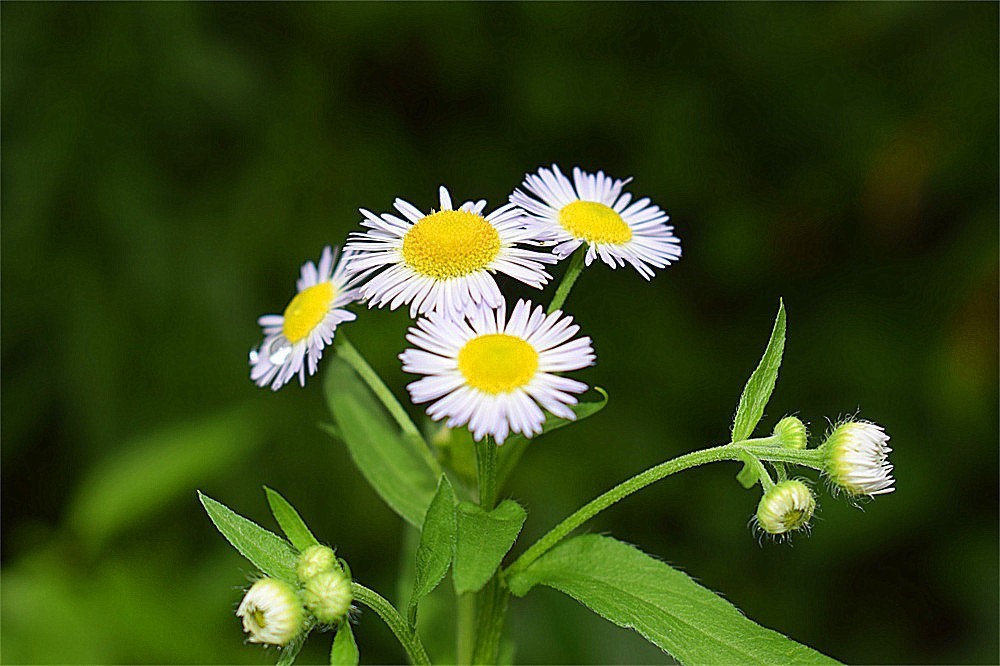 ——花·虫～～