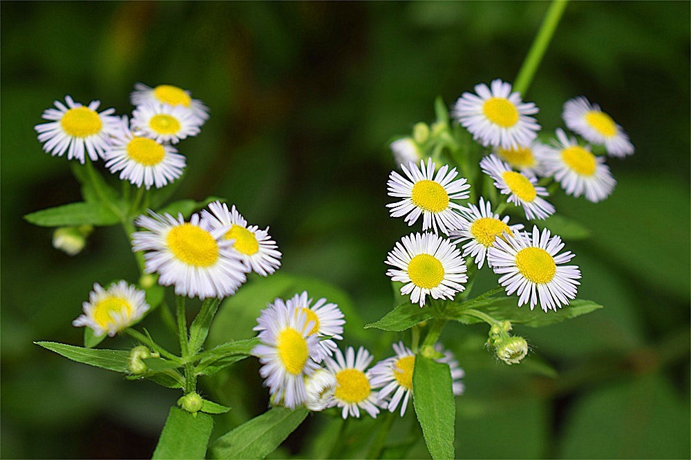 ——花·虫～～